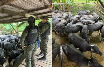 Pecuarista retirará 2 mil búfalos do rio Araguari após acordo com MPF