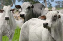 Leilao Fazenda Progresso - Paraiso do Tocantins