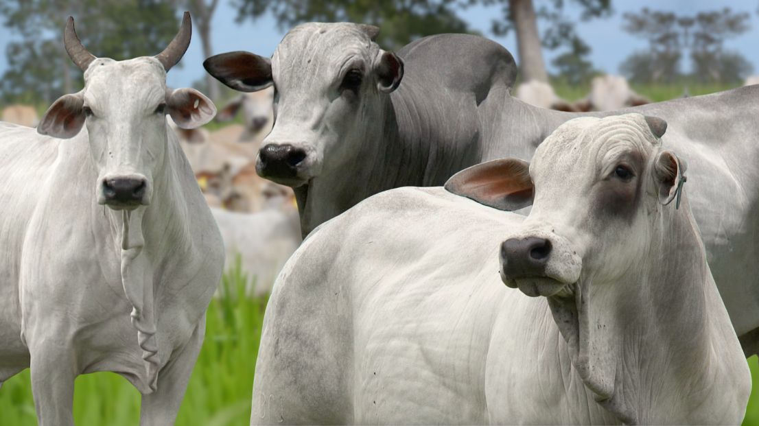 Leilao Fazenda Progresso - Paraiso do Tocantins