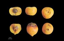 A imagens de cima são dos frutos de Butia odorata e as que estão na parte inferior de Butia yatay
