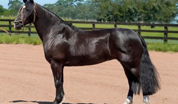 Égua finalista do Freio de Ouro 2024 é arrematada em leilão histórico