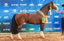 Foto: João Morais/Divulgação (Cara Pampa da Bézinha)