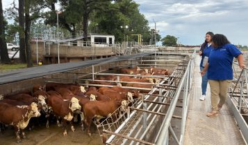 Conheça os vencedores do Concurso de Carcaças Carne Hereford Edição Mundial Braford