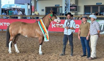 Égua é campeã como Melhor Exemplar da Raça Crioulo no Mancha Crioula 2025