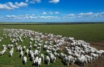 Programa de Reinsercao e Monitoramento Prem - do Instituto Mato-grossense da Carne - Imac - pecuaria gado nelore boiada fotao