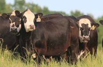 Conheça o Black Baldy, um cruzamento de alta performance para carne premium