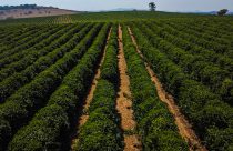 Cafeicultura movimenta US$ 493 milhões e trata 35,2 milhões de hectares em 2024/25