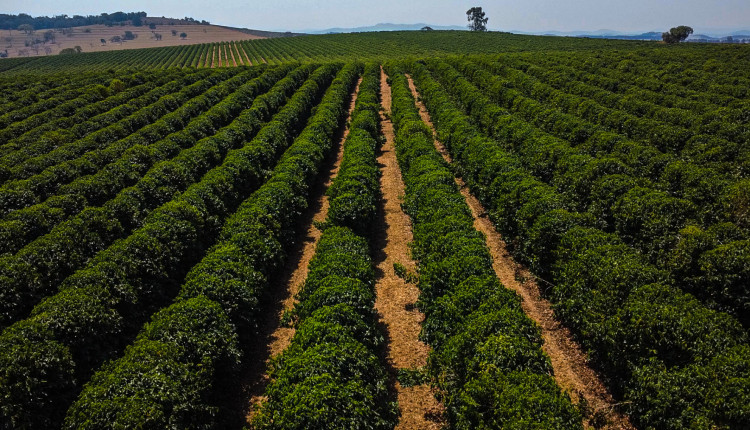 Irrigação por gotejamento ajuda produtora a superar os desafios do cultivo de café