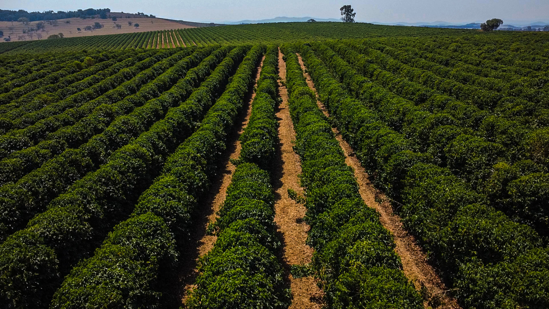 Irrigação por gotejamento ajuda produtora a superar os desafios do cultivo de café