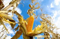 Manejo de defensivos assegura produtividade do milho contra lagarta-elasmo na Safra 2025/26