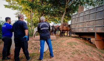 abate clandestino de cavalo