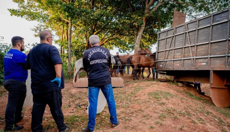 abate clandestino de cavalo