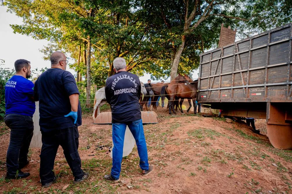 abate clandestino de cavalo