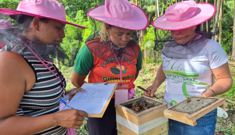 A criação de abelhas sem ferrão conquista agricultoras no Pará