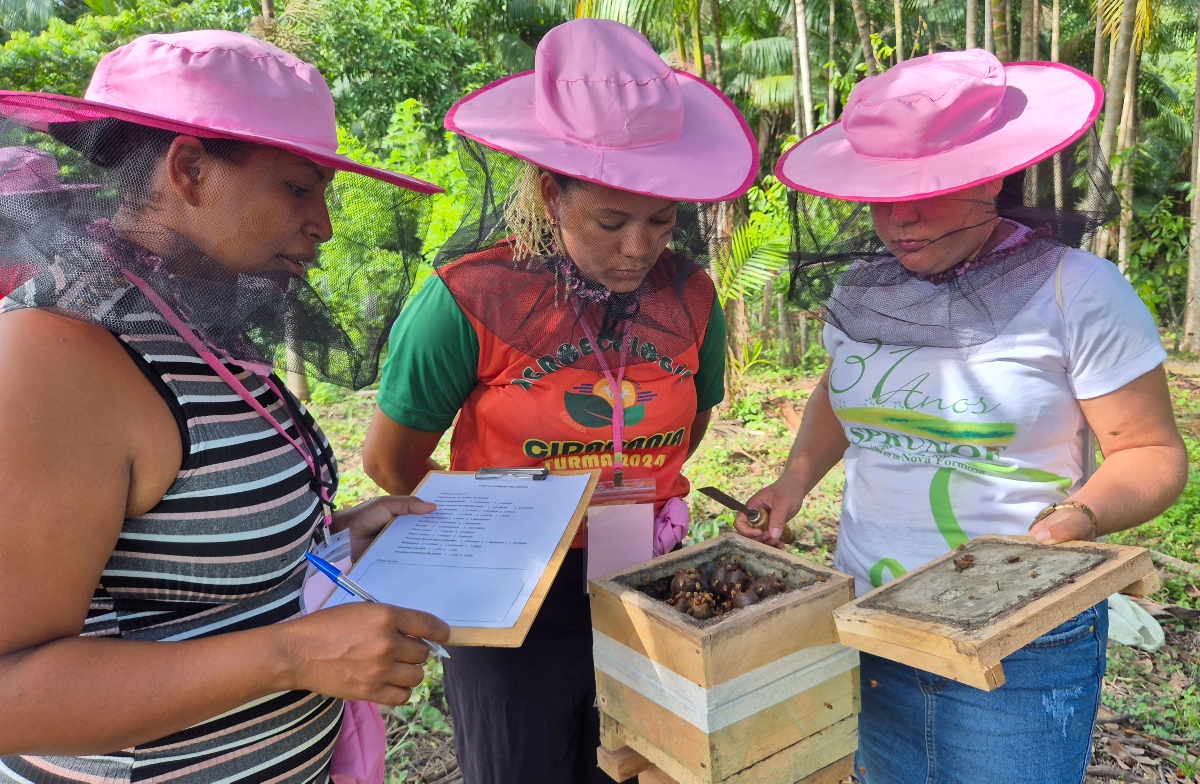 A criação de abelhas sem ferrão conquista agricultoras no Pará