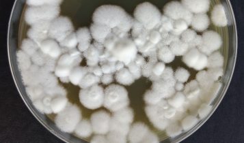 Com edição genética, fungo ganha mais eficácia no controle de pragas agrícolas