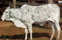 Berne no gado: além do desconforto, o prejuízo escondido na carcaça