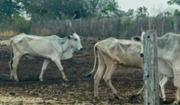 Fazendeiro vai ter mais 2.000 bovinos apreendidos pela justiça