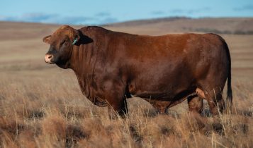 Criadores de Brangus se reúnem em Houston para moldar o futuro da raça