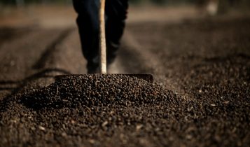 Exportação de café em 2025 cresce 29,5%, para US$ 16 bi, diz Secex