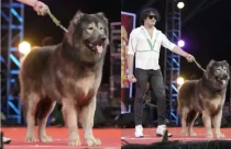 cao mais caro do mundo