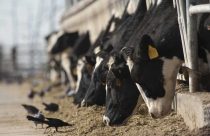 Vacas leiteiras infectadas com H5N1 podem carregar mutação preocupante