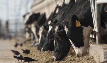 Vacas leiteiras infectadas com H5N1 podem carregar mutação preocupante