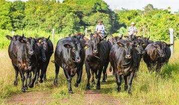 femeas matrizes vacas novilhas da raca brangus