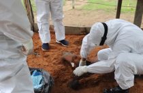 feno contaminado botulismo