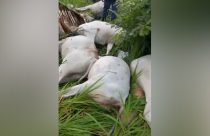 Raio atinge palmeira e mata nove animais, avaliados em R$ 30 mil