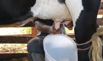 Pecuária leiteira no norte de Minas Gerais se reinventa