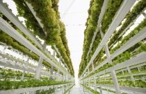 Fazenda vertical: A revolução que está transformando a produção de alimentos