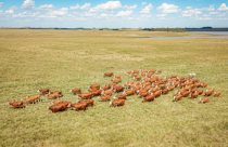 Estância do Sossego vai mostrar tecnologia na criação Braford durante gira do Mundial da raça