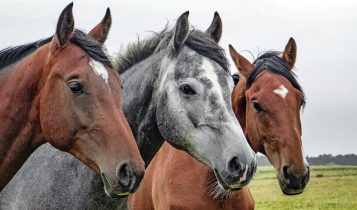 Especialista alerta: controle parasitário dos cavalos proporciona bem-estar e garante o rendimento físico