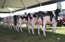 Produtores de leite gaúchos recebem o título de Criador Supremo