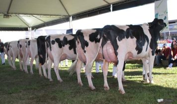 Produtores de leite gaúchos recebem o título de Criador Supremo
