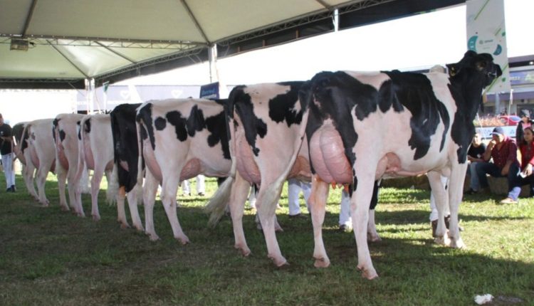 Produtores de leite gaúchos recebem o título de Criador Supremo