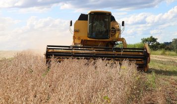 Volume de soja nos EUA inspecionado para exportação cai 4,12%, mostra USDA