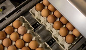 Granja Faria, do ‘rei do ovo’, compra americana Hillandale Farms por US$ 1,1 bilhão