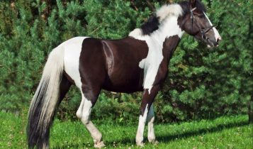 Top melhores raças de cavalo para lazer e equitação