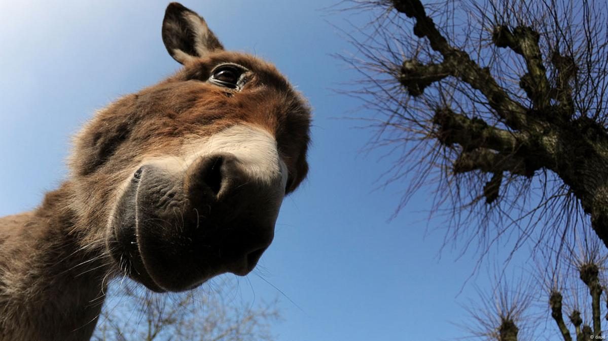 Projeto que obriga a PRF a fiscalizar o transporte de jumentos é essencial para garantir o bem-estar dos animais, diz especialista