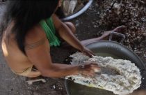 Indígenas tiveram papel crucial na disseminação da mandioca nas Américas, revela estudo 