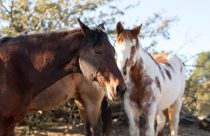 Animais de grande porte exigem cuidados veterinários diferenciados