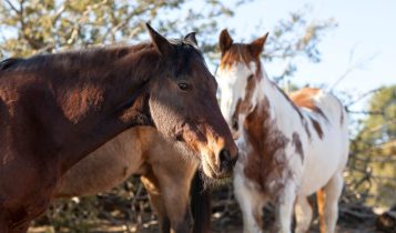 Animais de grande porte exigem cuidados veterinários diferenciados