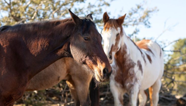 Animais de grande porte exigem cuidados veterinários diferenciados