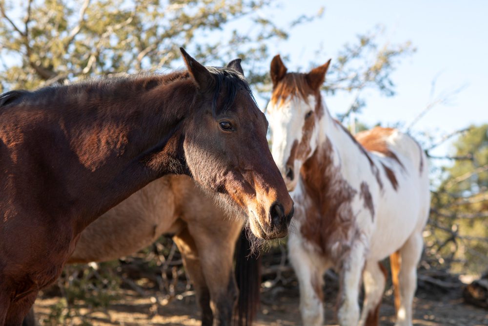 Animais de grande porte exigem cuidados veterinários diferenciados