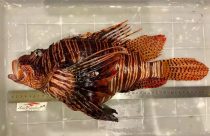 Gigante invasor: Maior peixe-leão do mundo é capturado no Brasil, mas o motivo preocupa