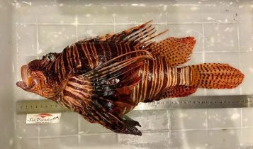 Gigante invasor: Maior peixe-leão do mundo é capturado no Brasil, mas o motivo preocupa