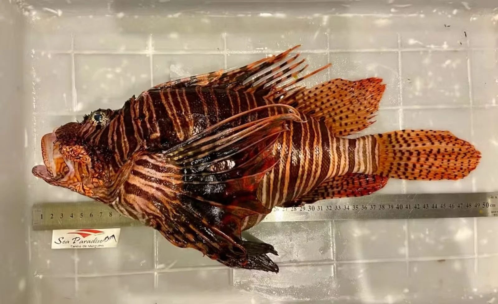 Gigante invasor: Maior peixe-leão do mundo é capturado no Brasil, mas o motivo preocupa