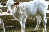 Vitela: a carne mais macia do mundo que derrete na boca